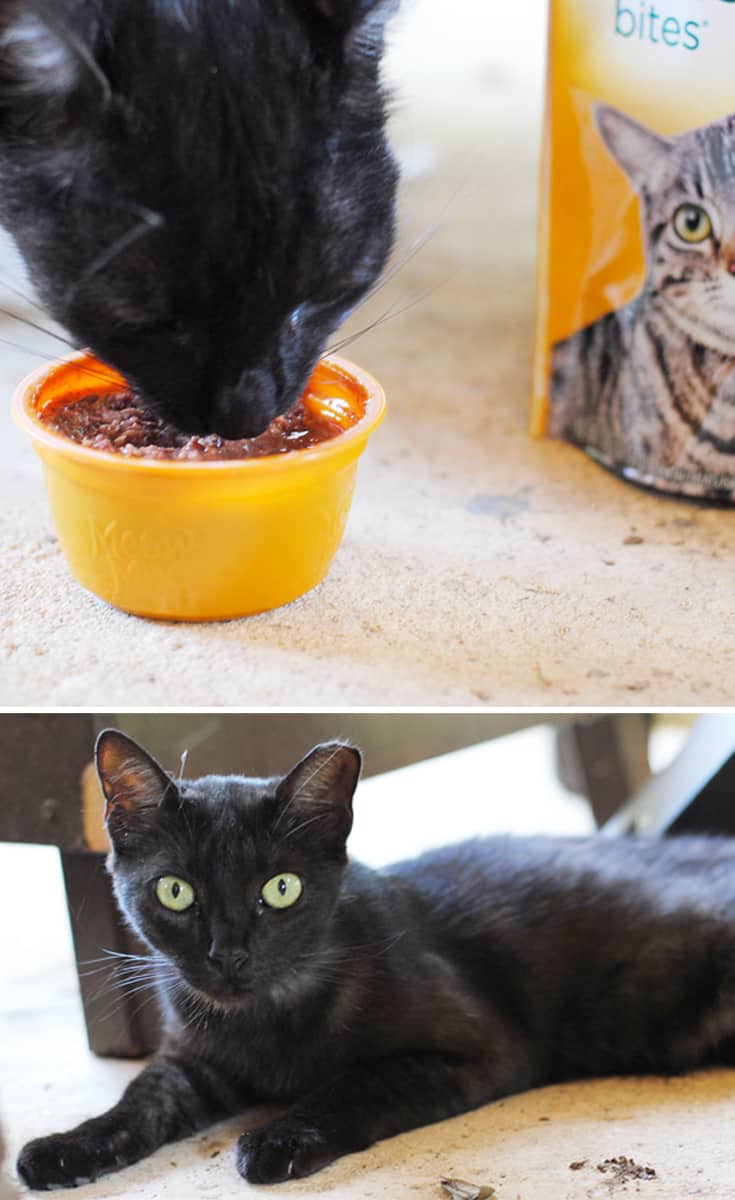 Bonding with My Mother-In-Law's Cats Over Meow Mix #ad